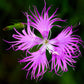1000 FRINGED PINKS DIANTHUS Superbus White Pink Purple Flower Seeds