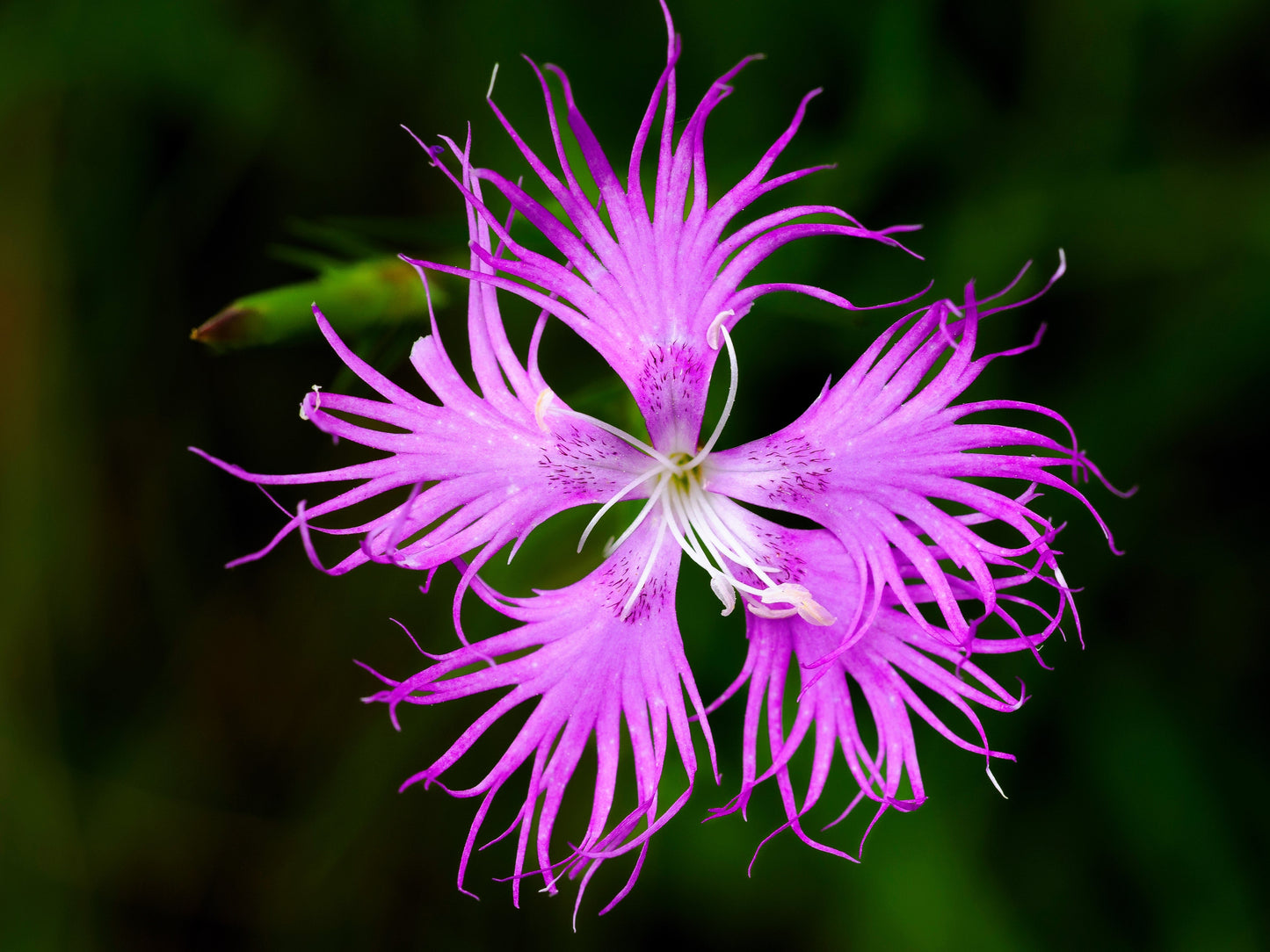 1000 FRINGED PINKS DIANTHUS Superbus White Pink Purple Flower Seeds