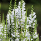 50 WHITE Showy OBEDIENT PLANT False Dragon Head Physostegia Virginiana Flower Seeds
