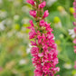 1000 PINK WINGED LOOSESTRIFE Lythrum Alatum Flower Seeds