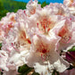 50 Rosebay RHODODENDRON Maximum White Pink Laurel Bush Shrub Flower Seeds