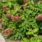 40 White OAK LEAF HYDRANGEA Quercifolia Shrub Flower Seeds