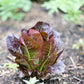 3000 RED ROMAINE LETTUCE Lactuca Sativa Vegetable Seeds
