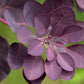 30 PURPLE SMOKE TREE Shrub Smokebush Cotinus Coggygria Rhus Cotinus Sumach Seeds