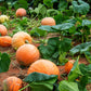 40 SMALL SUGAR PUMPKIN Orange Pie or Carving Cucurbita Pepo Vegetable Seeds