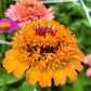 100 Mixed Colors SCABIOSA ZINNIA Elegans  Red, Pink, Purple, Yellow, White, & Orange Flower Seeds