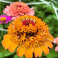 250 ZIN MASTER ZINNIA Mix Elegans Mixed Colors Flower Seeds