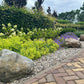 100 LADYS MANTLE Alchemilla Mollis Flower Seeds