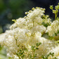 20 QUEEN of the MEADOW Filipendula Ulmaria Meadowsweet Native Prairie Fragrant White Flower Seeds