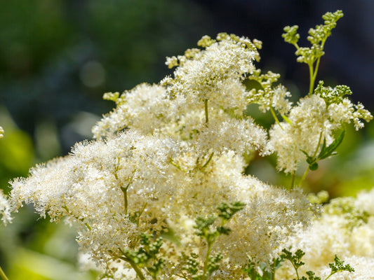 20 QUEEN of the MEADOW Filipendula Ulmaria Meadowsweet Native Prairie Fragrant White Flower Seeds