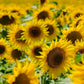 100 BLACK OIL SUNFLOWER Helianthus Annuus Yellow Hummingbird Bird Flower Seeds