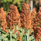 70 SUGAR DRIP SORGHUM Amber Cane Grain Sweet Syrup Vegetable Seeds
