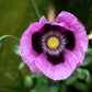 400 PERSIAN BLUE POPPY Papaver Somniferum Flower Seeds