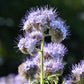 300 PURPLE TANSY Lacy Fiddleneck Phacelia Tanacetifolia Flower Seeds