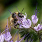 300 PURPLE TANSY Lacy Fiddleneck Phacelia Tanacetifolia Flower Seeds