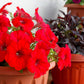 500 Fire Chief RED PETUNIA Nana Compacta Sun Annual AAS Winner Fragrant Hummingbird Flower Seeds