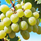 50 GREEN (Dessert / Table) GRAPE Vitis Vinifera Fruit Vine Seeds