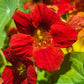25 Dwarf RED EMPRESS NASTURTIUM Tropaeolum Majus Nanum Hummingbird Flower Seeds