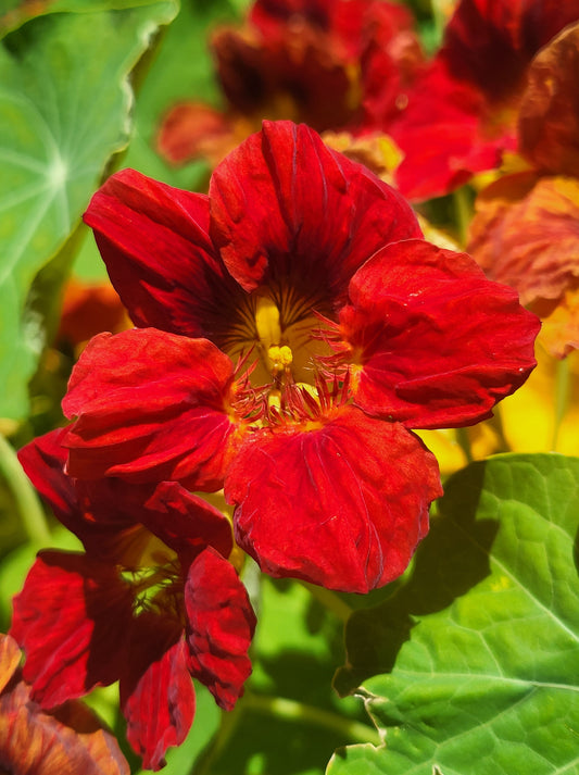 25 Dwarf RED EMPRESS NASTURTIUM Tropaeolum Majus Nanum Hummingbird Flower Seeds