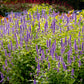 100 ORGANIC Superior LICORICE MINT Agastache Rugosa Korean Tea Herb Purple Flower Seeds