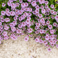 100 MOTHER OF THYME aka Lemon Broadleaved Large Thyme Thymus Pulegioides Herb Pink Flower Seeds