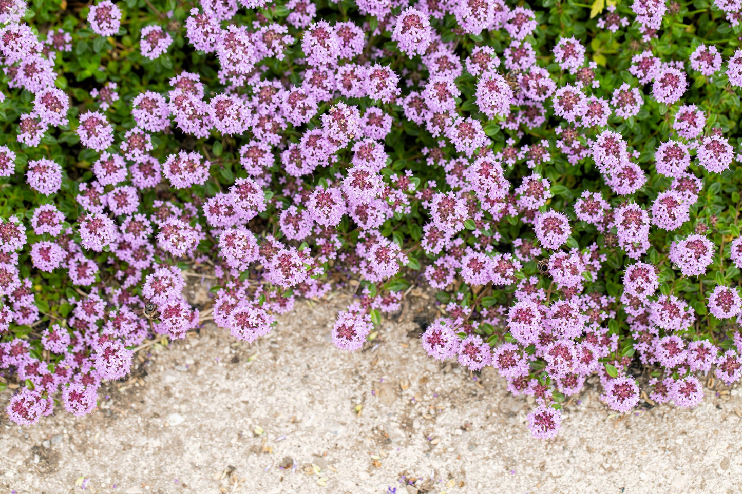 100 MOTHER OF THYME aka Lemon Broadleaved Large Thyme Thymus Pulegioides Herb Pink Flower Seeds