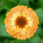 500 Mixed Colors FANCY MIX Pot MARIGOLD Calendula Officinalis Flower Seeds
