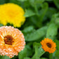 500 Mixed Colors FANCY MIX Pot MARIGOLD Calendula Officinalis Flower Seeds