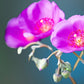 50 RED ROCK PURSLANE ' Ruby Tuesday ' Calandrinia Umbellata Magenta Flower Herb Seeds