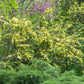 10 Golden Yellow FATHER HUGO ROSE Rosa Hugonis Flower Bush Shrub Seeds