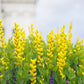 25 YELLOW WILD INDIGO Baptisia Tinctoria False Indigo Flower Seeds