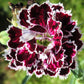 50 VELVET N LACE DIANTHUS Chinensis Black & White Flower Seeds