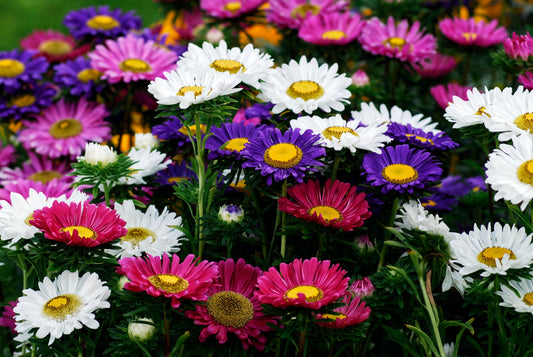 250 MIXED Colors CHINA ASTER Callistephus Chinensis Flower Seeds