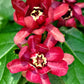 10 SWEETSHRUB Carolina Allspice Fragrant Calycanthus Floridus Shrub Flower Seeds