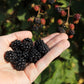100 BLACKBERRY Fruit Bush Rubus Allegheniensis Seeds