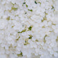 50 semillas de hortensia PEE GEE Paniculata Peegee, arbusto de flores blancas y rosadas en panícula