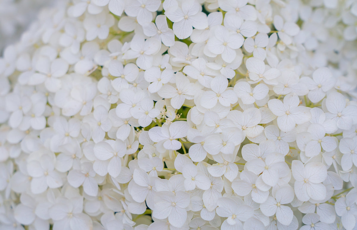 50 semillas de hortensia PEE GEE Paniculata Peegee, arbusto de flores blancas y rosadas en panícula