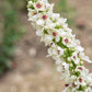50 WEDDING CANDLES VERBASCUM Chaixii Album Mullein White Purple Flower Seeds
