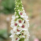 50 WEDDING CANDLES VERBASCUM Chaixii Album Mullein White Purple Flower Seeds