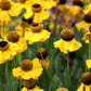 2000 AUTUMN SNEEZEWEED (Dogtooth Daisy / Helens Flower / Bittersweet) Helenium Autumnale Flower Seeds
