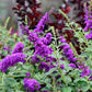 100 MIXED Colors BUTTERFLY BUSH Buddleja Davidii Flower Shrub Seeds