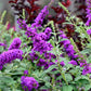 50 VIOLET BUTTERFLY BUSH Buddleja Davidii Purple Flower Seeds