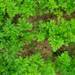 300 BLACK NEBULA CARROT Daucus Carota Root Vegetable Seeds