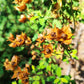 1000 Yellow SEEDBOX (Bushy Water Primrose / Rattlebox / False Loosestrife) Ludwigia Alternifolia Flower Seeds