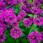 25 BEE BALM MIX Lemon Hummingbird Mint Monarda Didyma Mixed Colors Scarlet, Red, Pink, Purple, Spotted, & Salmon Flower Seeds