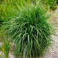 1000 SWITCHGRASS Tall Panic Switch Grass Panicum Virgatum Red Flower Seeds