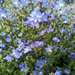 1000 CHICORY (Blue Daisy / Blue Sailors / Coffeeweed / Succory) Cichorium Intybus Flower Herb Seeds