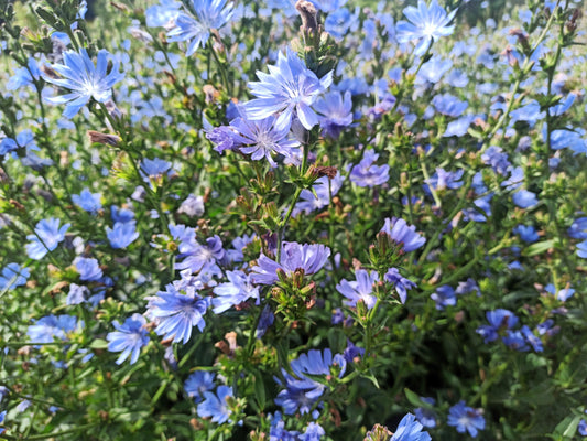 1000 CHICORY (Blue Daisy / Blue Sailors / Coffeeweed / Succory) Cichorium Intybus Flower Herb Seeds
