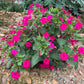 75 MIXED FOUR O CLOCK aka Marvel of Peru Mirabilis Jalapa Flower Seeds