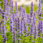 100 ORGANIC Superior LICORICE MINT Agastache Rugosa Korean Tea Herb Purple Flower Seeds